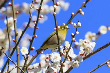 Plums and Japanese White-Eye in Tokyo - Japanese early spring -