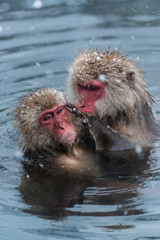 Snow Monkey in the spa