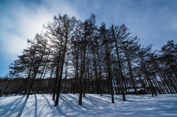 The shadow of trees reflected on the snow