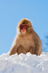 Snow Monkey