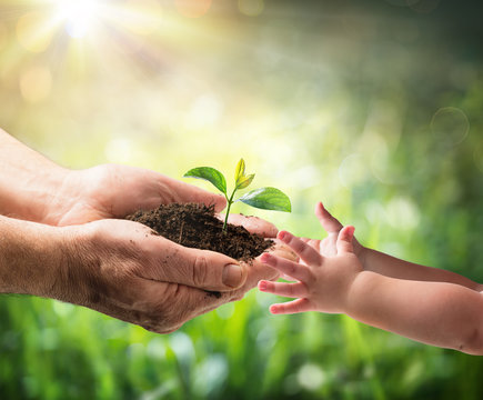 Old Man Giving Young Plant To A Child - Environment Protection For New Generation
