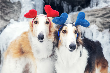 Fototapeta premium Love dogs