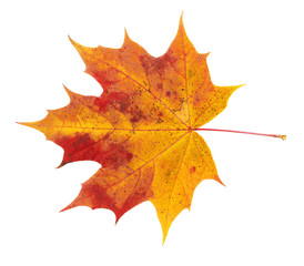 Red, yellow maple leaf on white background