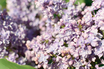 Lilac flowers on beautiful bokeh background.