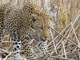 schöner Leopard auf der Pirsch im Krügerpark