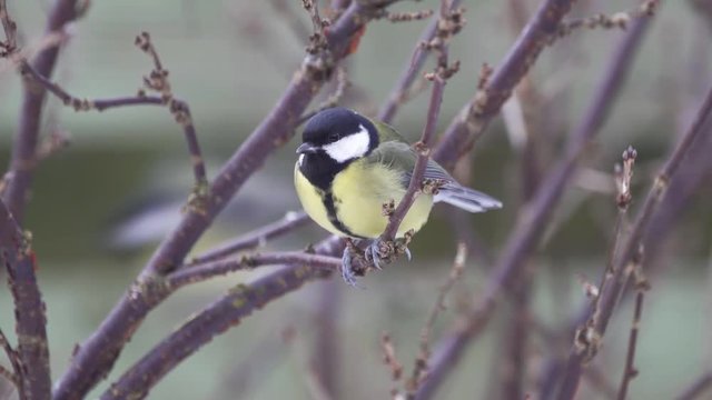 Video of a great tit bird perched on a twig in a bush
