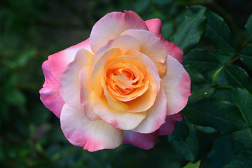 Close up Beautiful  rose flower