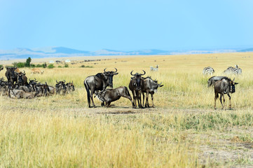 Masai Mara wildebeest