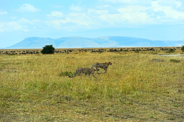 Fototapeta na wymiar Cheetah in the African savanna