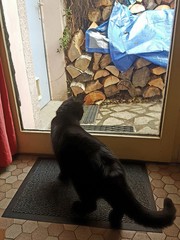 Chat noir qui veut sortir dans le jardin