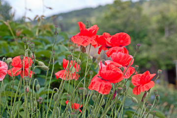 Obraz premium red poppies