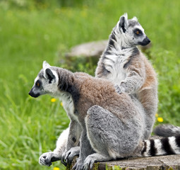 Naklejka na ściany i meble Ring-tailed lemur. Latin name - Lemur catta