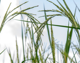 Detailed view of the green rice in a field. Unripe Rice close up.