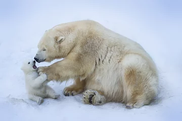 Abwaschbare Fototapete Eisbär Eisbär mit Mama