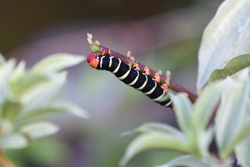 chenille du sphinx du frangipanier