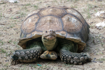 Turtle lying on the ground and looks forward to the camera
