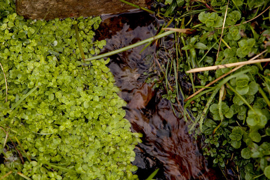 Little Source of a River. High on the walk up to the escarpement of Craig y Fan Ddu in the Brecon Beacons in Wales a small stream of water is starting its way down to the river below.