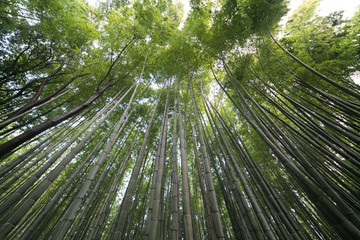 Bamboo forest at Sagano Arashiyama,Kyoto,tourism of japan