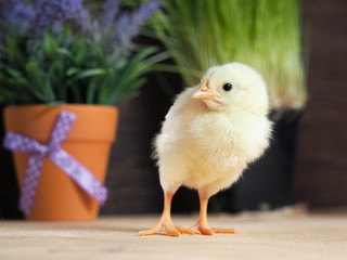 Cute little newborn chicken on the table