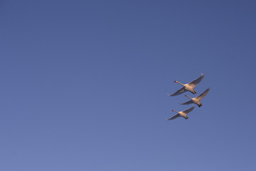 Three Swans flying in the sky