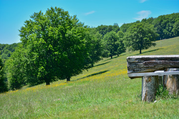 Transylvania Summer Tree Landscape 