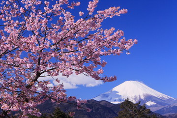 満開の桜と富士山