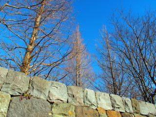 石垣と枯れ木