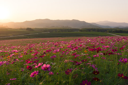 Cosmos flowers, Singha Park, Chiang Rai, Thailand