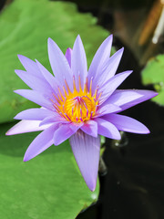 Purple lotus flower or water lily flower