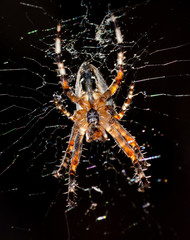 Araneus diadematus a web of black background