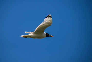 Fototapeta na wymiar Palas's gull in a sky in summer