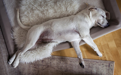 Süßer müder kleiner labrador retriever hund welpe schläft in seinem bett