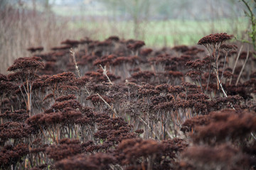 Sedum herbstfreude seed heads