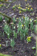 Snowdrops (Galanthus) growing in the woods