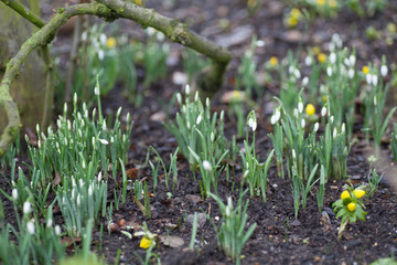 Fototapeta premium Lots of Snowdrops (Galanthus) growing in a woodland
