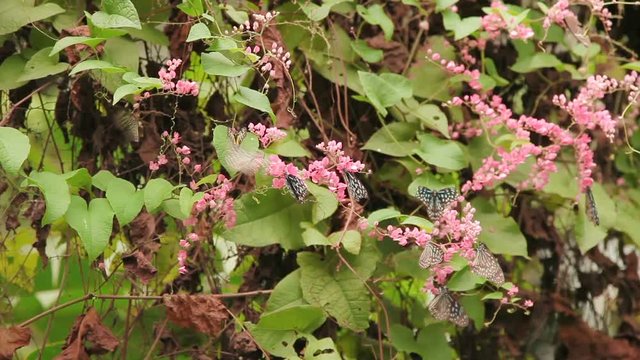 Butterfly Dark blue tigers (Tirumala septentrionis) collects pollen on flower Kuala Lumpur Malaisia.