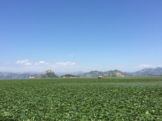 Wonderful lake landscape with green water plants