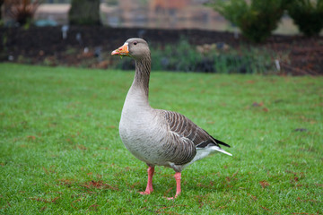 Greylag Goose