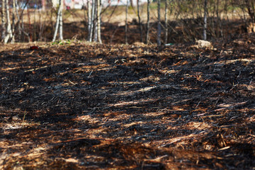 Burn dry grass in the forest background