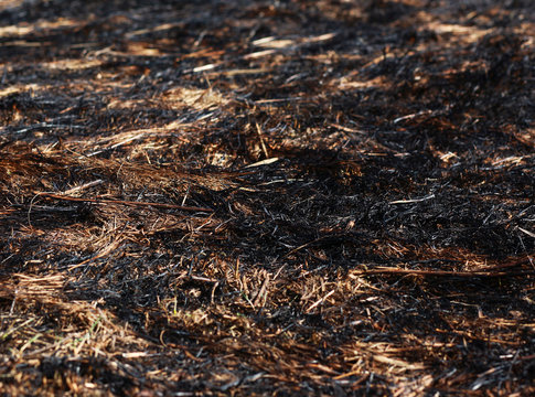 Arson burned dry grass background closeup