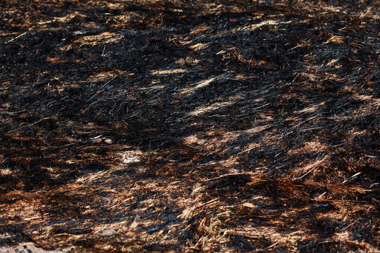 burned dry grass field background