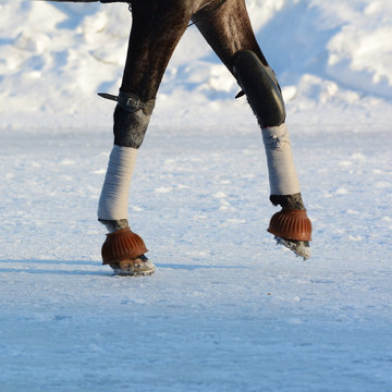 Legs Of A Trotter Horse Winter. Details. Horse Racing On Hippodrome.