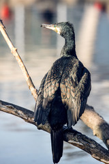 Kormoran