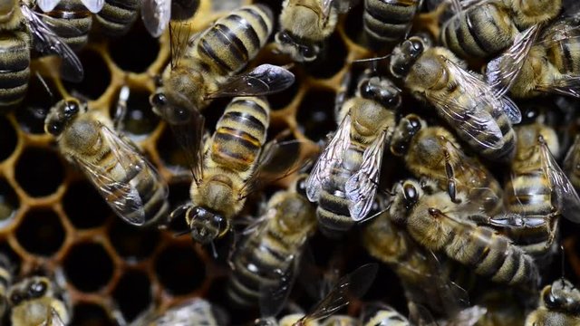 Hive care is important for healty bees