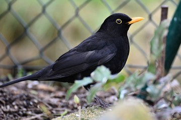 Amsel 