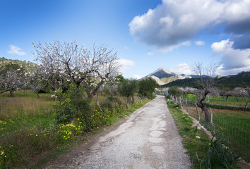 Fototapeta na wymiar Blossoming almond trees