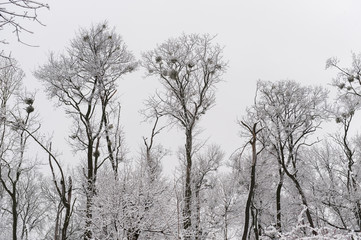 Fototapeta na wymiar Winter trees with snow on High castle in Lviv Ukraine