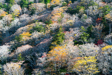 Odaigahara autumn mountain,Nara,Japan