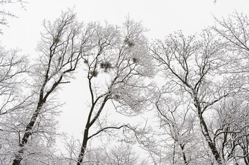 Winter trees with snow on High castle in Lviv Ukraine