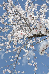 Blossoming almond trees